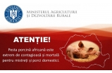 Atentie!!! Pesta porcina africana este exgtrem de contagioasa si mortala pentru mistreti si porci domestici